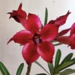 Planta Simples 2765 – 30cm – 02 anos