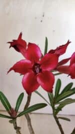 Planta Simples 2765 – 30cm – 02 anos