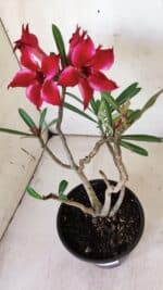 Planta Simples 2765 – 30cm – 02 anos - Imagem 4