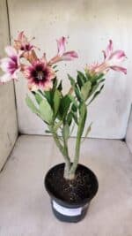 Planta Simples 2766 – 30cm – 02 anos - Imagem 2