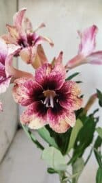 Planta Simples 2766 – 30cm – 02 anos