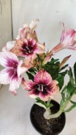 Planta Simples 2766 – 30cm – 02 anos - Imagem 4