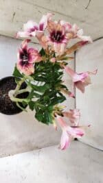 Planta Simples 2766 – 30cm – 02 anos - Imagem 6