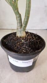 Planta Simples 2766 – 30cm – 02 anos - Imagem 7