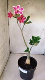 Planta Simples 2767 – 40cm – 03 anos - Imagem 2