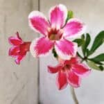 Planta Simples 2767 – 40cm – 03 anos