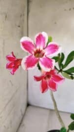 Planta Simples 2767 – 40cm – 03 anos