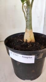 Planta Simples 2767 – 40cm – 03 anos - Imagem 5