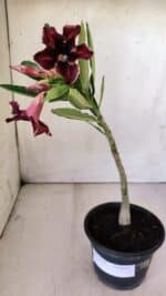 Planta Simples 2768 – 30cm – 02 anos - Imagem 2