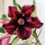 Planta Simples 2768 – 30cm – 02 anos