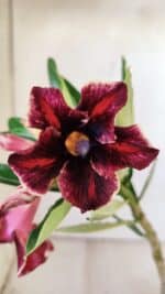 Planta Simples 2768 – 30cm – 02 anos