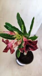 Planta Simples 2768 – 30cm – 02 anos - Imagem 4