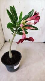 Planta Simples 2768 – 30cm – 02 anos - Imagem 5
