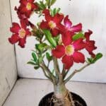 Planta Simples 2769 – 35cm – 03 anos