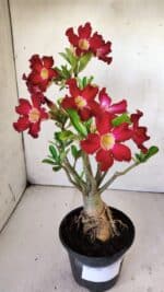 Planta Simples 2769 – 35cm – 03 anos