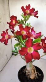 Planta Simples 2769 – 35cm – 03 anos - Imagem 3