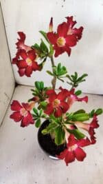 Planta Simples 2769 – 35cm – 03 anos - Imagem 7