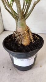 Planta Simples 2769 – 35cm – 03 anos - Imagem 6