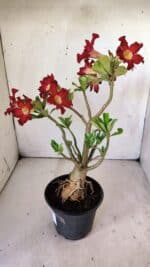 Planta Simples 2769 – 35cm – 03 anos - Imagem 5