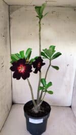 Planta Simples 2770 – 40cm – 03 anos - Imagem 2