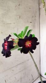 Planta Simples 2770 – 40cm – 03 anos - Imagem 4