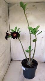 Planta Simples 2770 – 40cm – 03 anos - Imagem 6