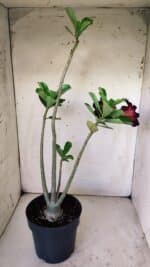 Planta Simples 2770 – 40cm – 03 anos - Imagem 5