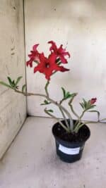 Planta Simples 2771 – 30cm – 02 anos - Imagem 2