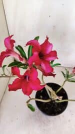 Planta Simples 2771 – 30cm – 02 anos - Imagem 4