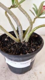 Planta Simples 2771 – 30cm – 02 anos - Imagem 6