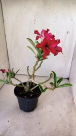 Planta Simples 2771 – 30cm – 02 anos - Imagem 5