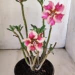 Planta Simples 2772 – 30cm – 02 anos