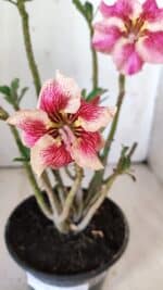 Planta Simples 2772 – 30cm – 02 anos - Imagem 3