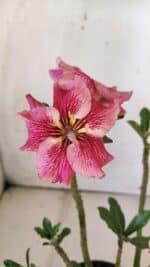 Planta Simples 2772 – 30cm – 02 anos - Imagem 4