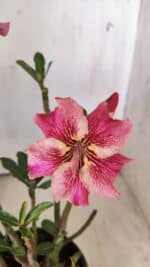 Planta Simples 2772 – 30cm – 02 anos - Imagem 5