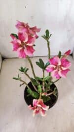 Planta Simples 2772 – 30cm – 02 anos - Imagem 6