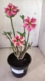 Planta Simples 2772 – 30cm – 02 anos - Imagem 9