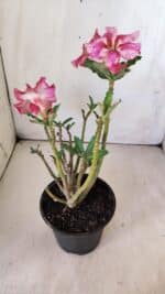 Planta Simples 2772 – 30cm – 02 anos - Imagem 7