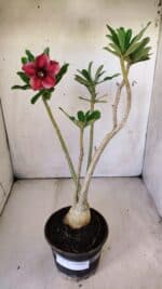 Planta Simples 2773 – 40cm – 03 anos - Imagem 2