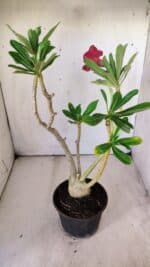 Planta Simples 2773 – 40cm – 03 anos - Imagem 5