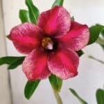 Planta Simples 2773 – 40cm – 03 anos