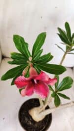 Planta Simples 2773 – 40cm – 03 anos - Imagem 4