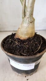 Planta Simples 2773 – 40cm – 03 anos - Imagem 7