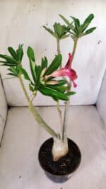 Planta Simples 2773 – 40cm – 03 anos - Imagem 6