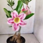 Planta Simples 2774 – 35cm – 03 anos