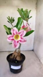 Planta Simples 2774 – 35cm – 03 anos