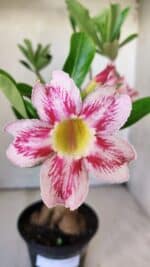 Planta Simples 2774 – 35cm – 03 anos - Imagem 3