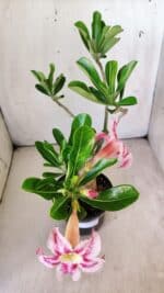 Planta Simples 2774 – 35cm – 03 anos - Imagem 5