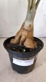 Planta Simples 2774 – 35cm – 03 anos - Imagem 6