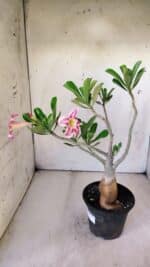 Planta Simples 2774 – 35cm – 03 anos - Imagem 10